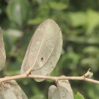 Ziziphus xylopyrus (Retz.) Willd.